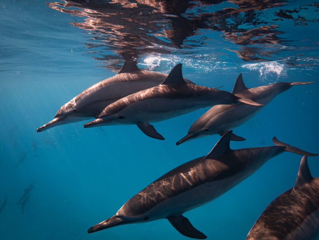 Yas SeaWorld® Research & Rescue Center invites UAE to share its best marine photography for Annual One Ocean Photo Contest
