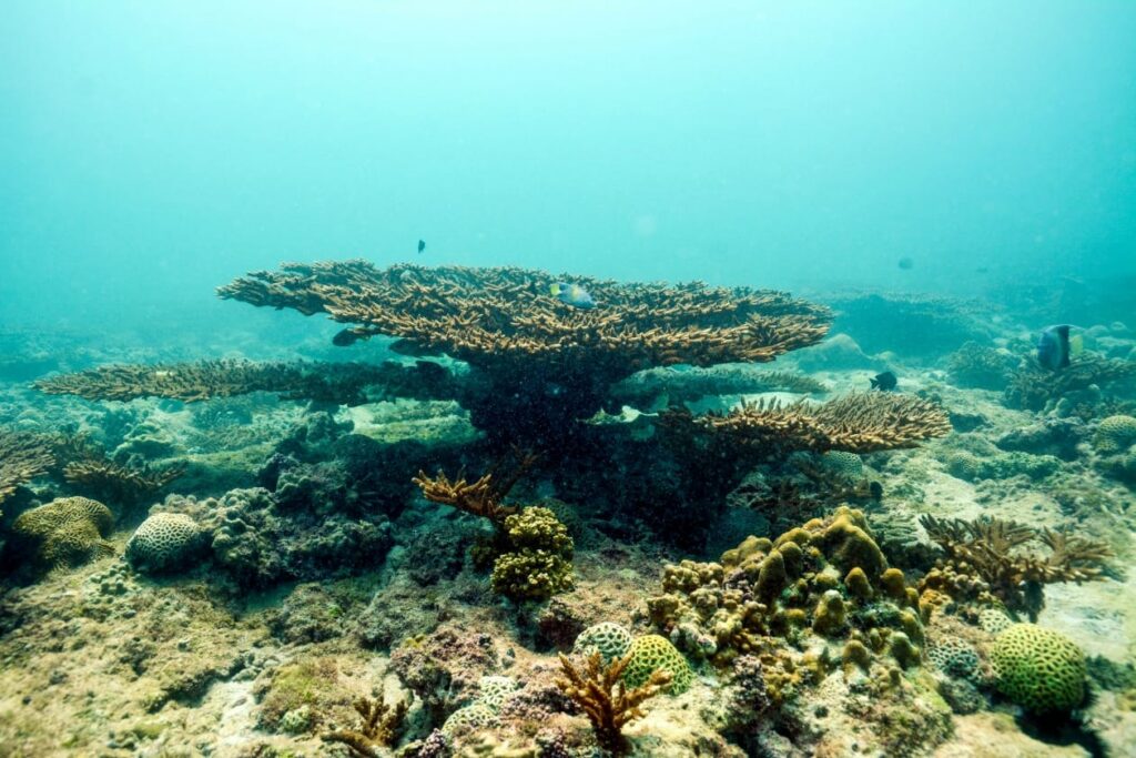 NYU Abu Dhabi study reveals how coral-associated bacteria help corals survive extreme heat