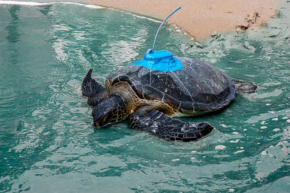 Look: Green sea turtles released after being rescued in Fujairah