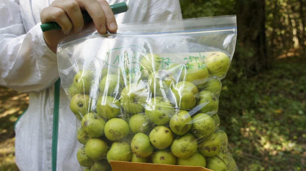 ‘NYU Abu Dhabi’ completes research study on developing sustainable agricultural crops