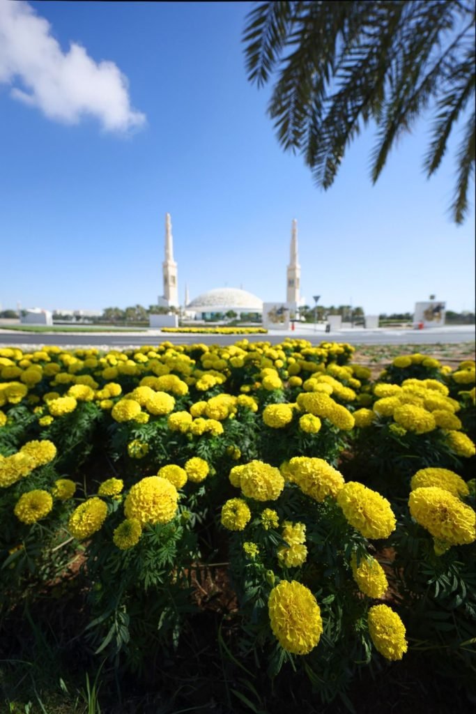 Al Ain Municipality plants over five million seasonal flowers annually