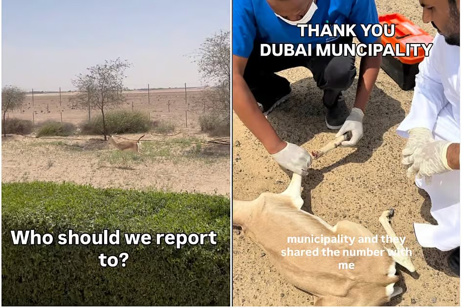 Injured gazelle rescued, treated after Dubai cyclist posts video on Instagram
