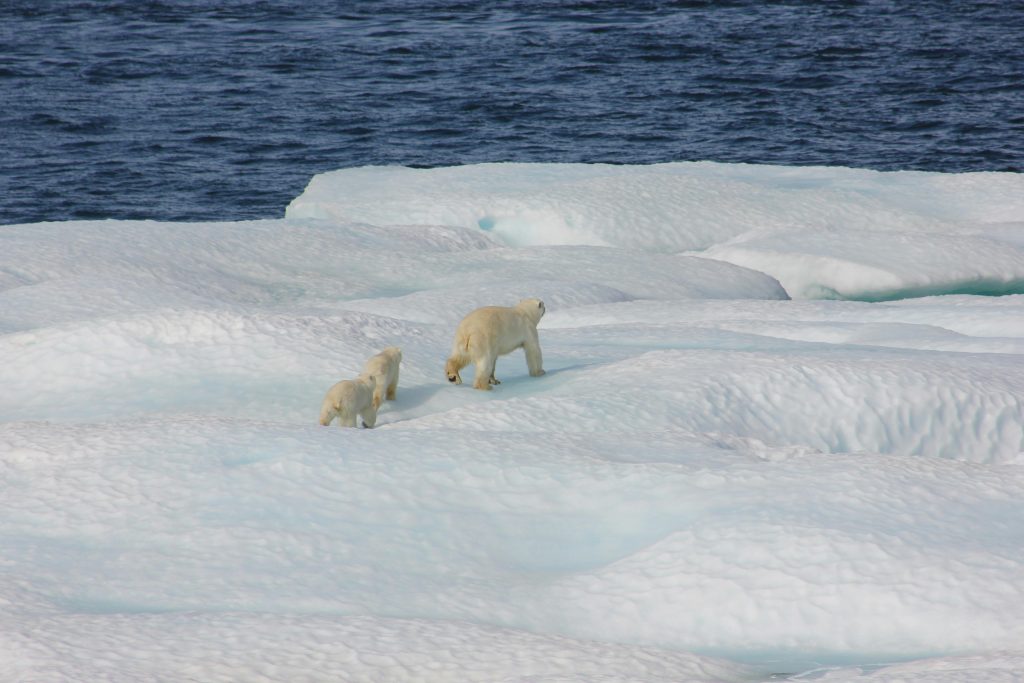 UAE joins Svalbard Treaty in Norway to support Arctic Research & Cooperation