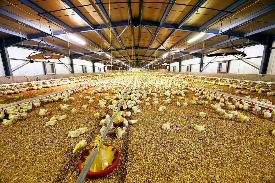 New food label in Abu Dhabi to help shoppers identify higher-quality chicken