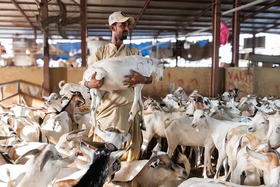 Eid Al Adha: 6 ways UAE residents avoided long waits at livestock markets