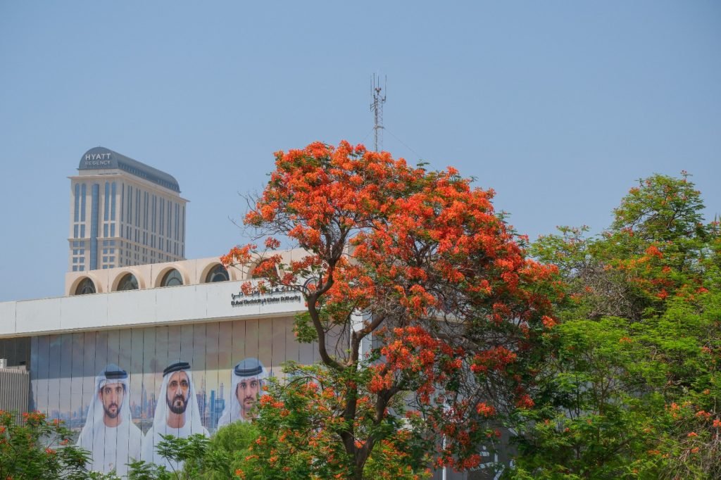 Hamdan bin Mohammed celebrates ‘Flame Tree’, directs expansion of its planting in streets, homes, public parks in Dubai