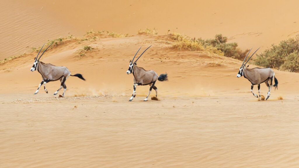 Hamdan bin Zayed issues resolution on protection of species, habitats in emirate