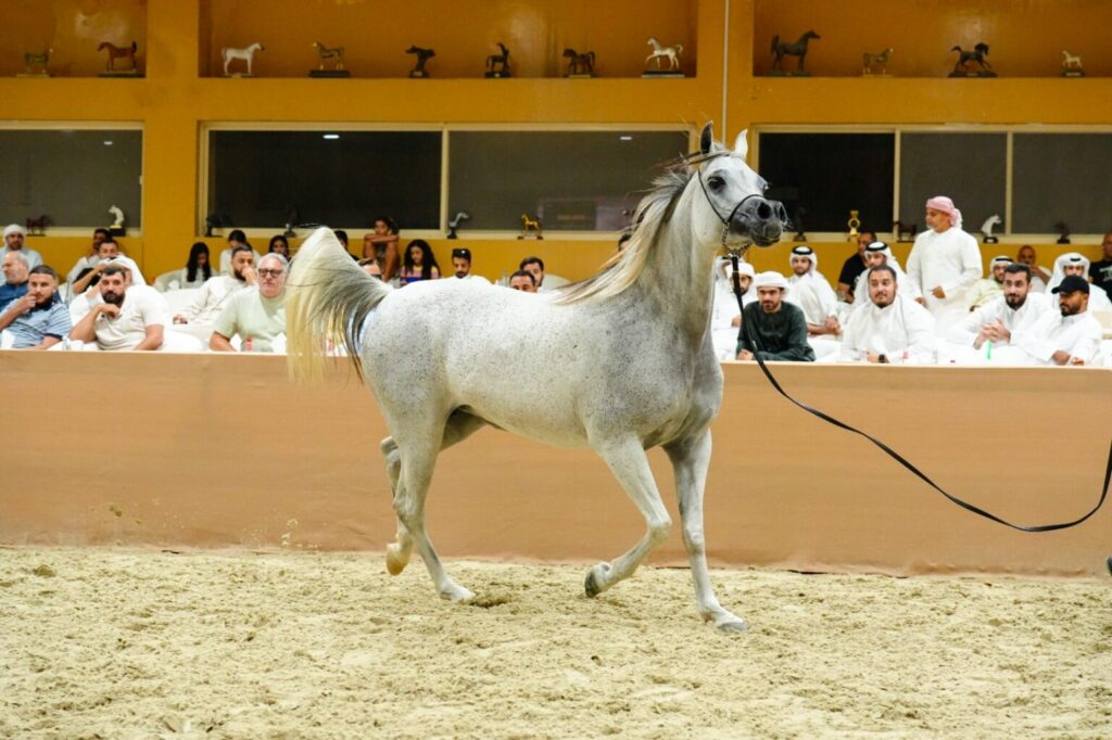 Dubai Arabian Horse Stud auction achieves record sales of AED 17.361 million