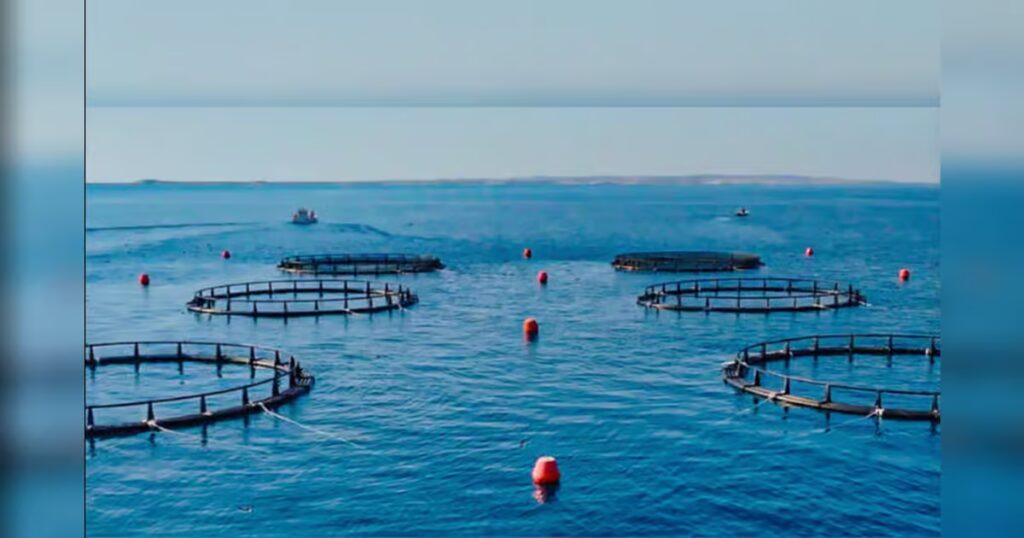 Abu Dhabi’s new aquaculture project targets 30,000 tonnes of seafood annually